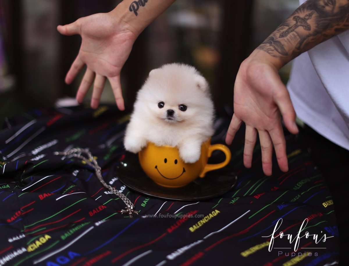 Cashmere - Pomeranian M.