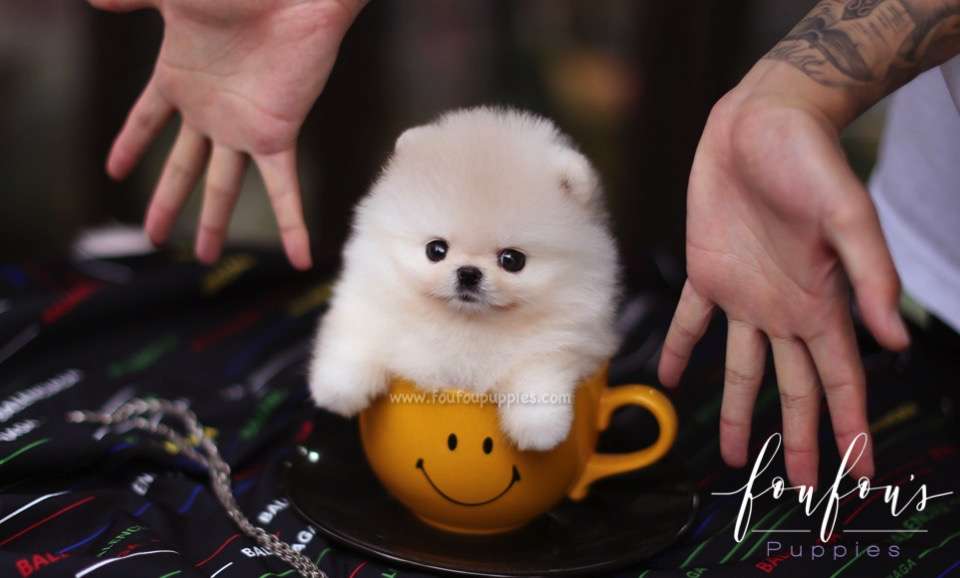 Cashmere - Pomeranian M.