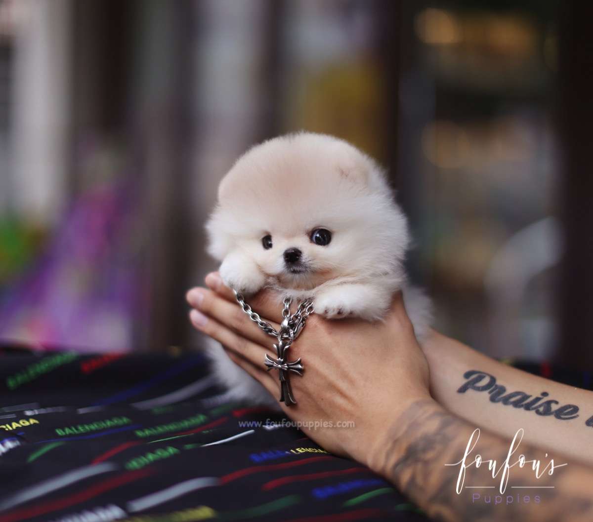 Cashmere - Pomeranian M.