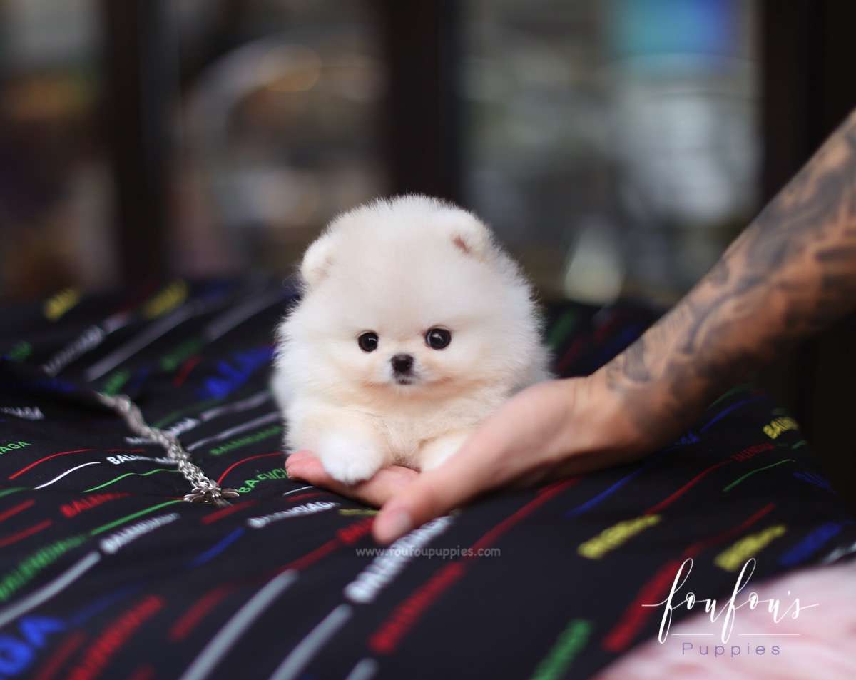 Cashmere - Pomeranian M.
