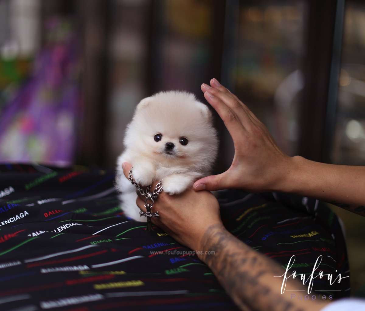Cashmere - Pomeranian M.