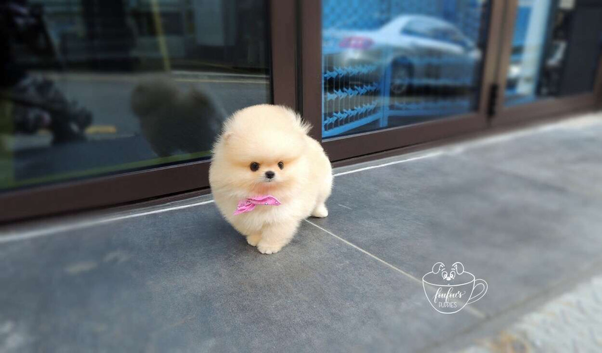 Creme Caramel - Pomeranian F. (1710759968881)