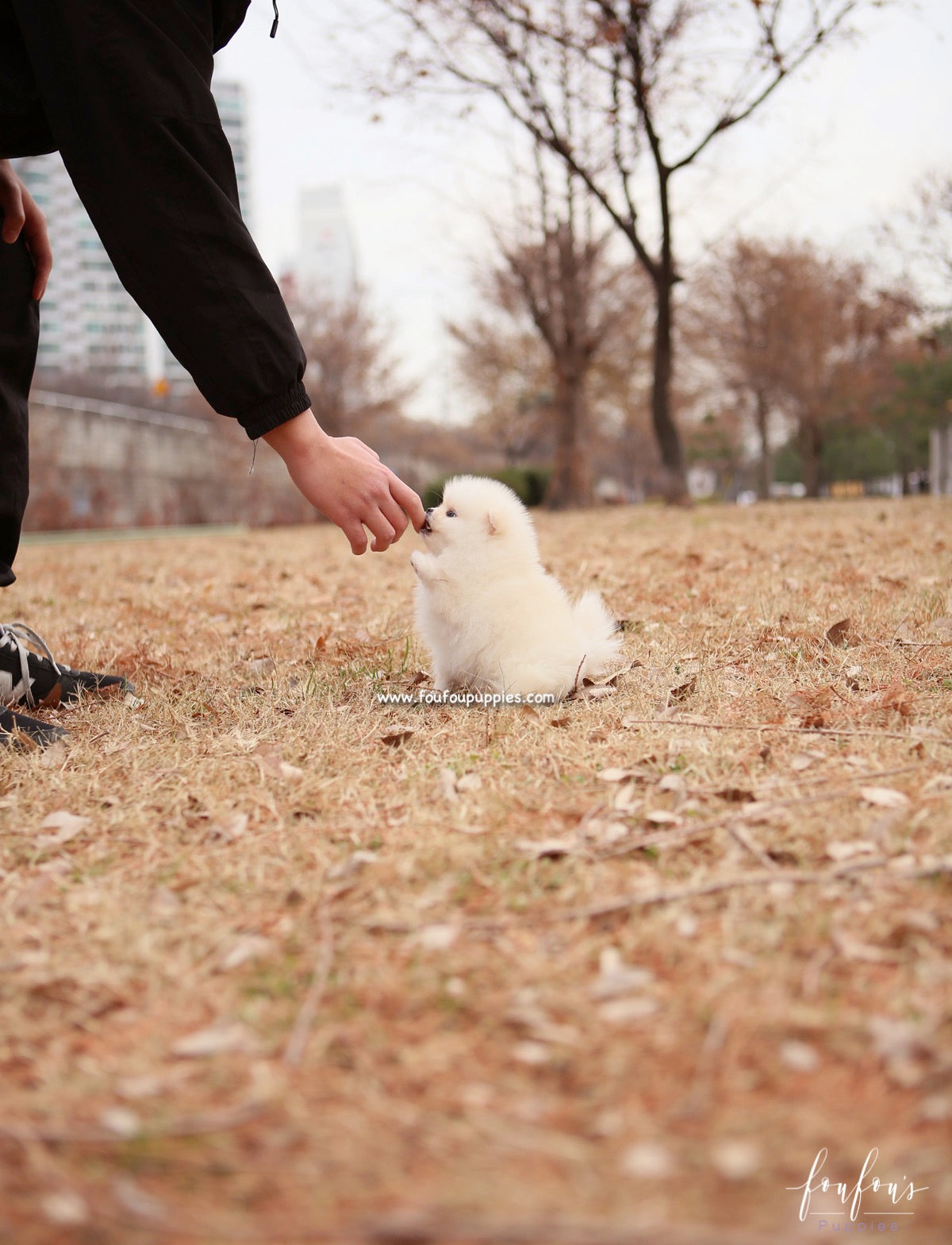 Elsa - Pomeranian F.