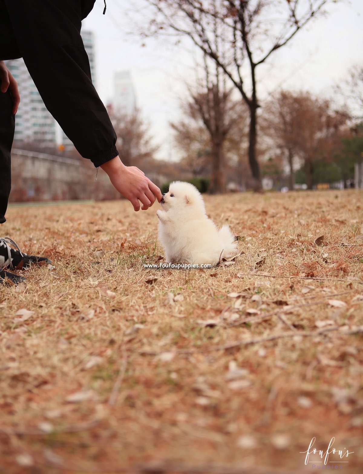 Elsa - Pomeranian F.