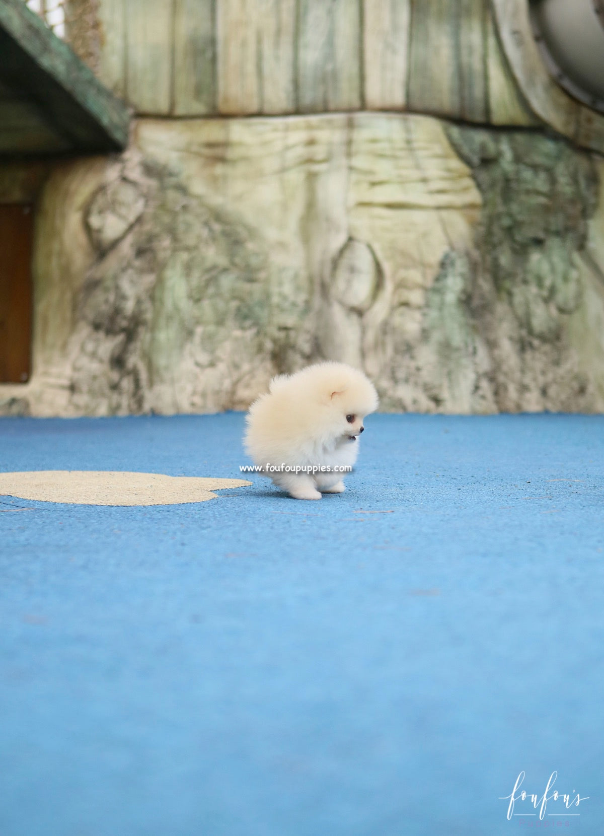 Elsa - Pomeranian F.