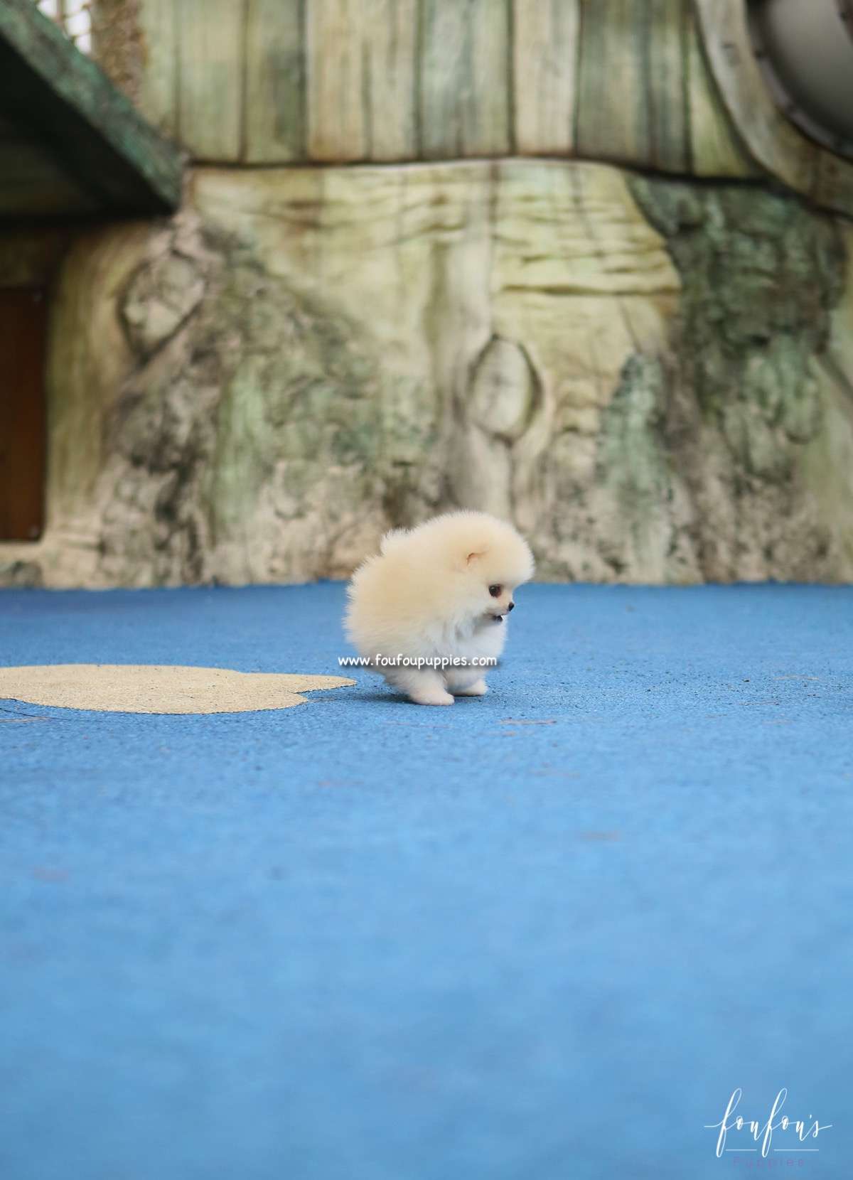 Elsa - Pomeranian F.