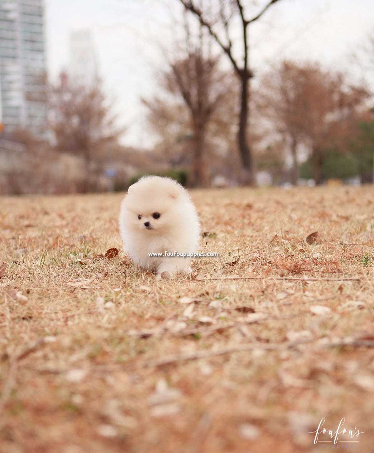 Elsa - Pomeranian F.