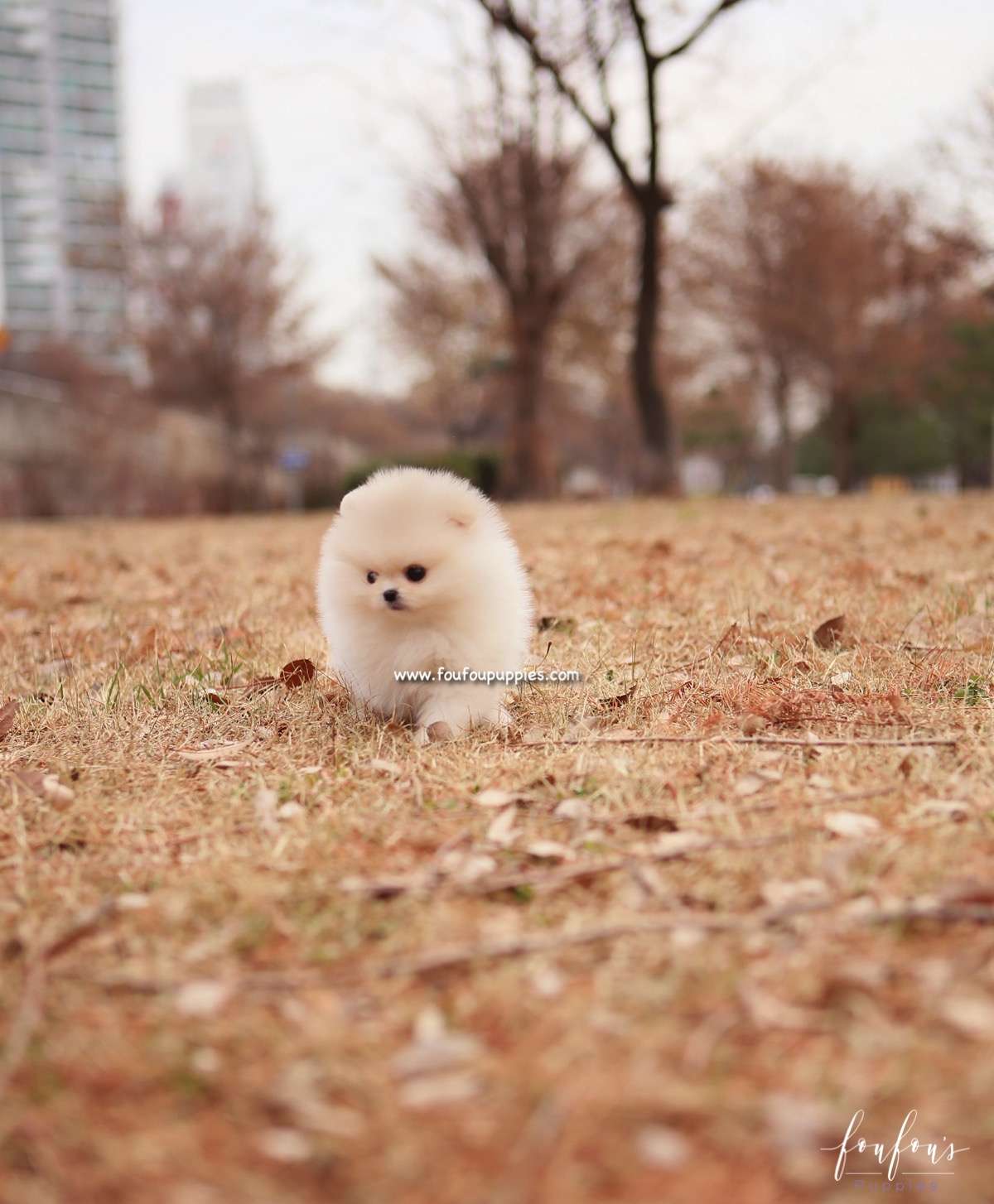 Elsa - Pomeranian F.