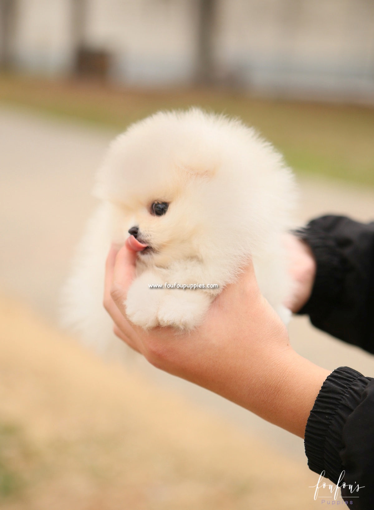 Elsa - Pomeranian F.