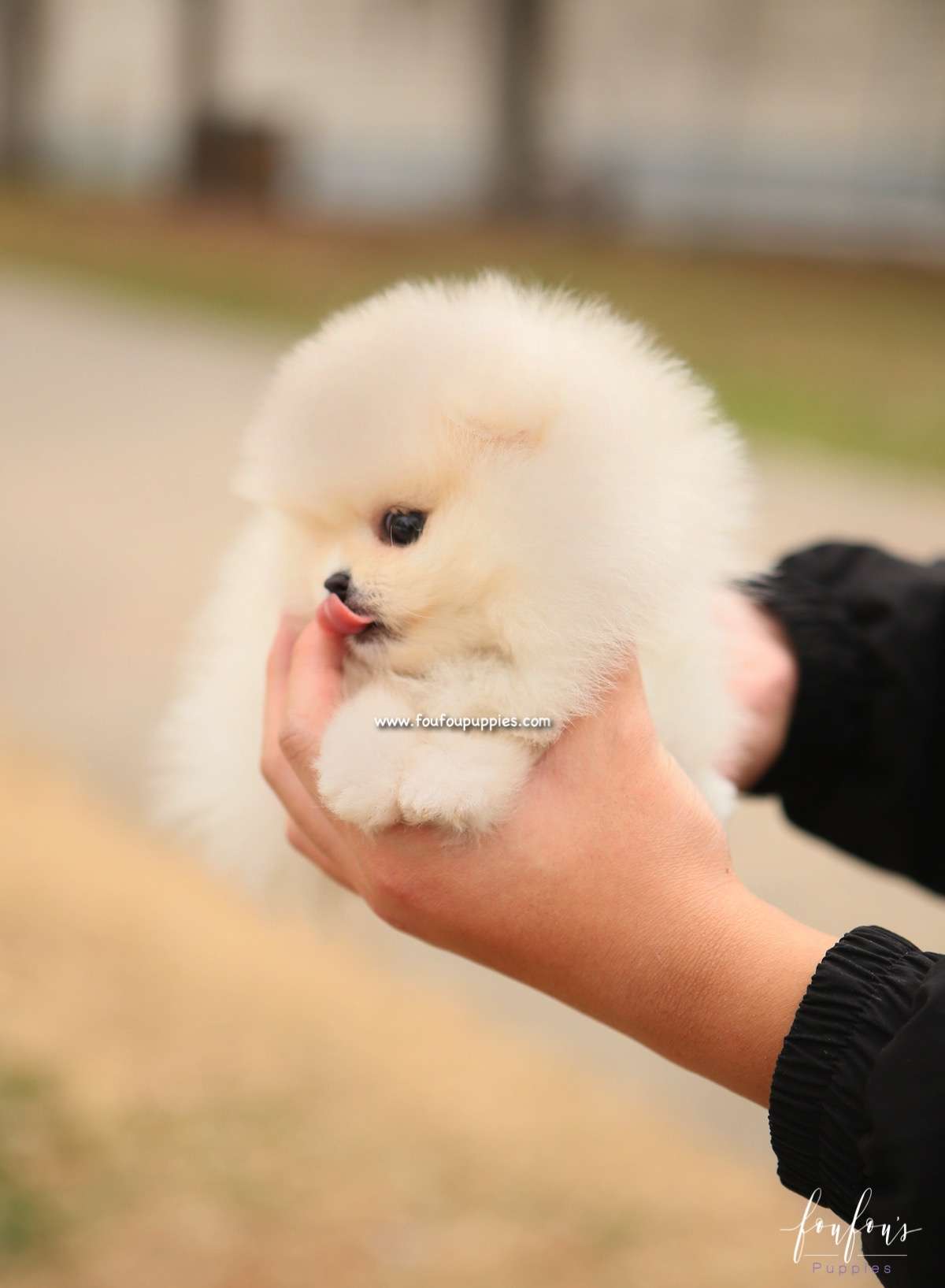 Elsa - Pomeranian F.