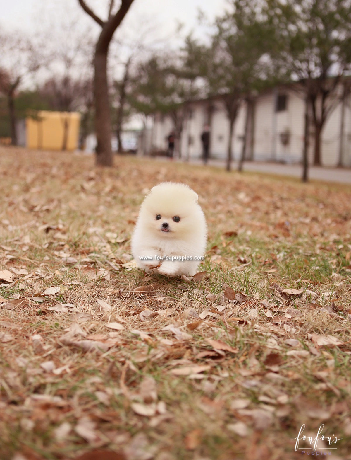 Elsa - Pomeranian F.