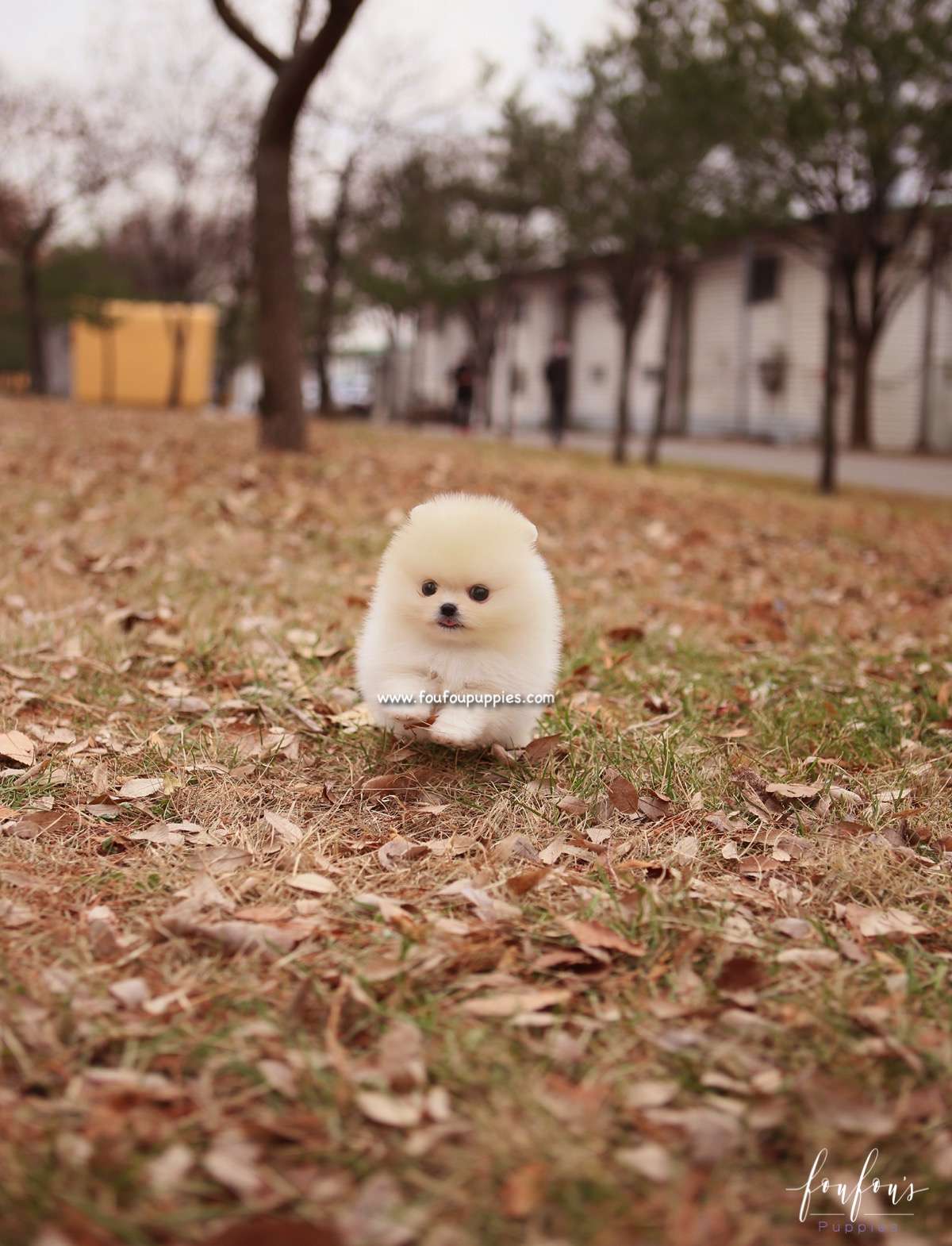 Elsa - Pomeranian F.