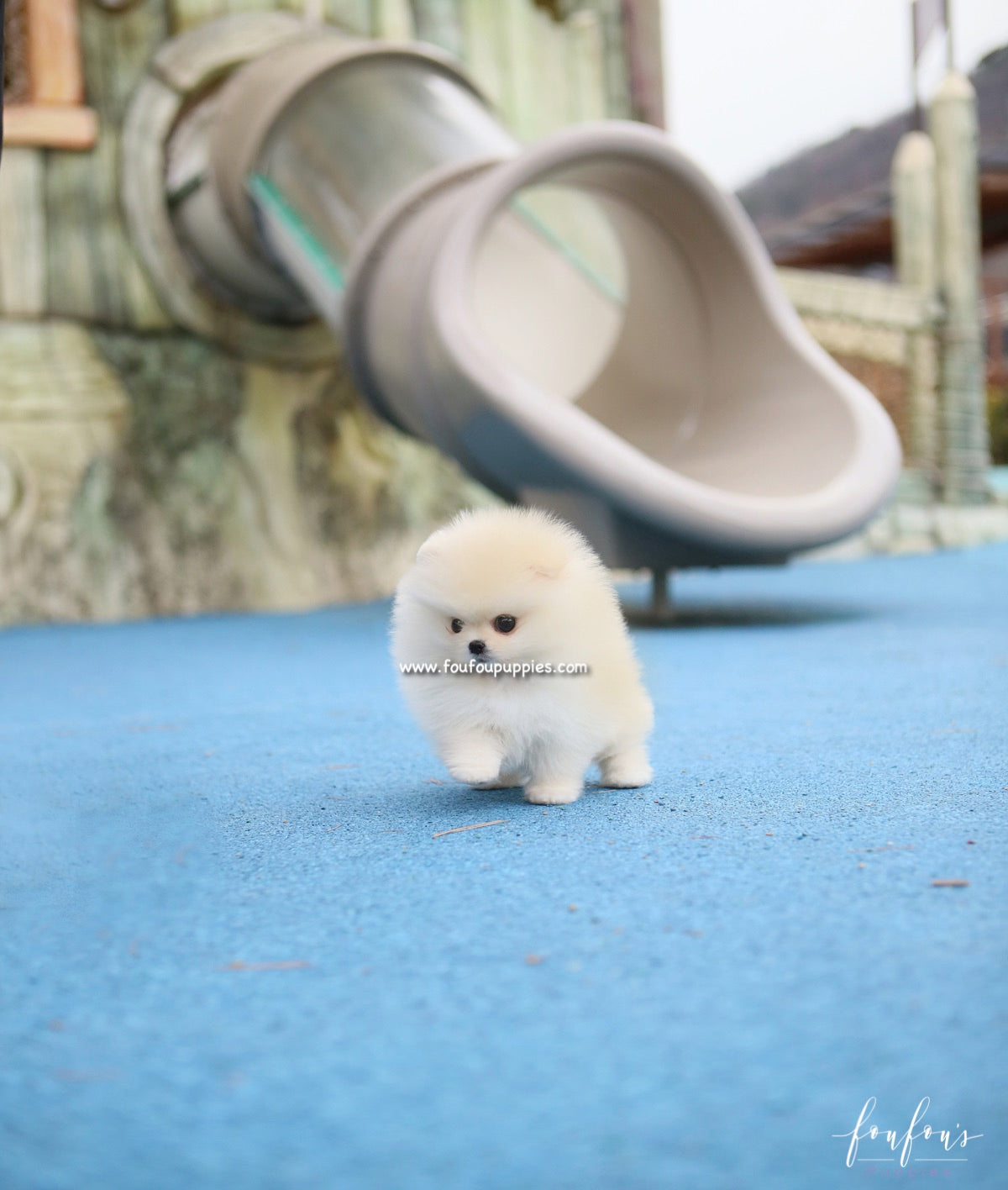 Elsa - Pomeranian F.