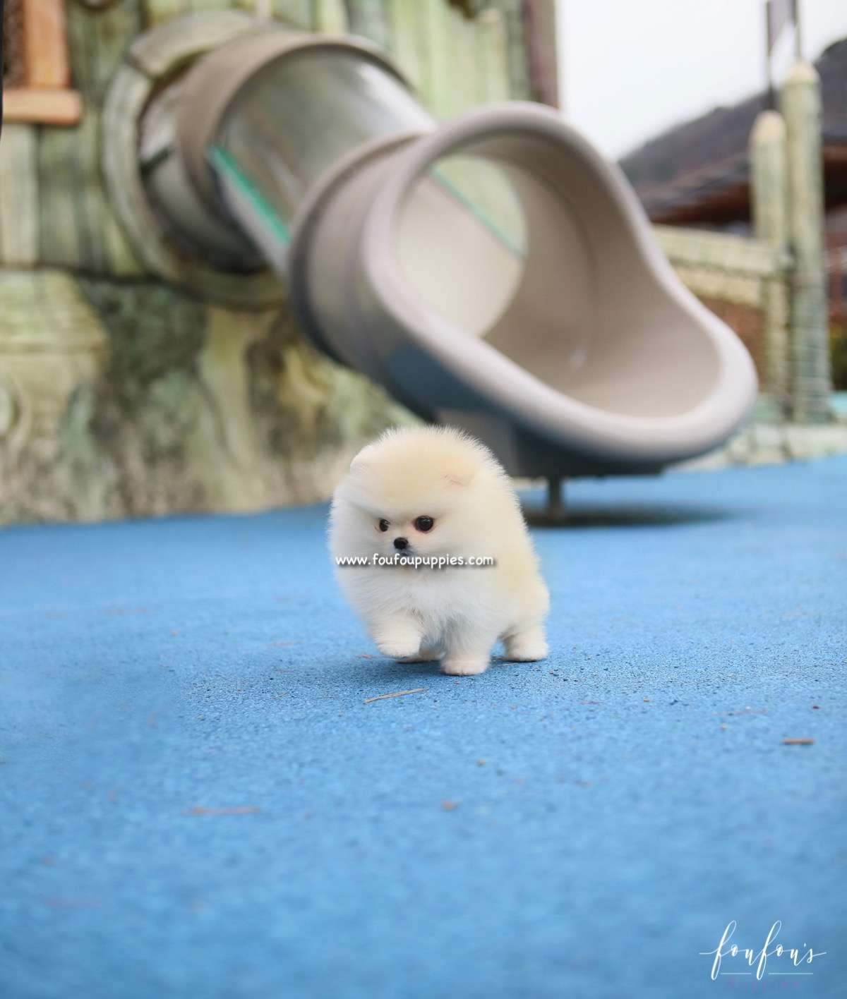 Elsa - Pomeranian F.