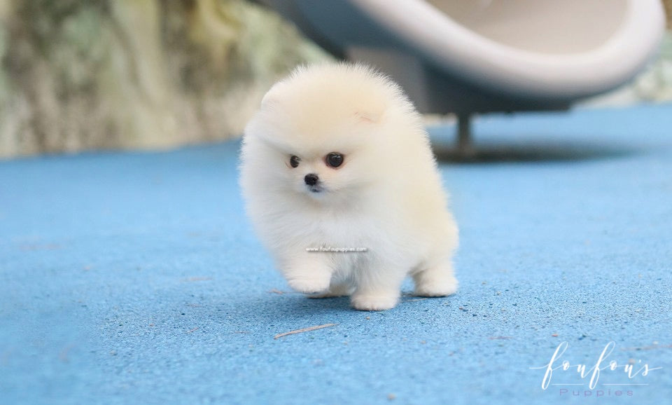 Elsa - Pomeranian F.