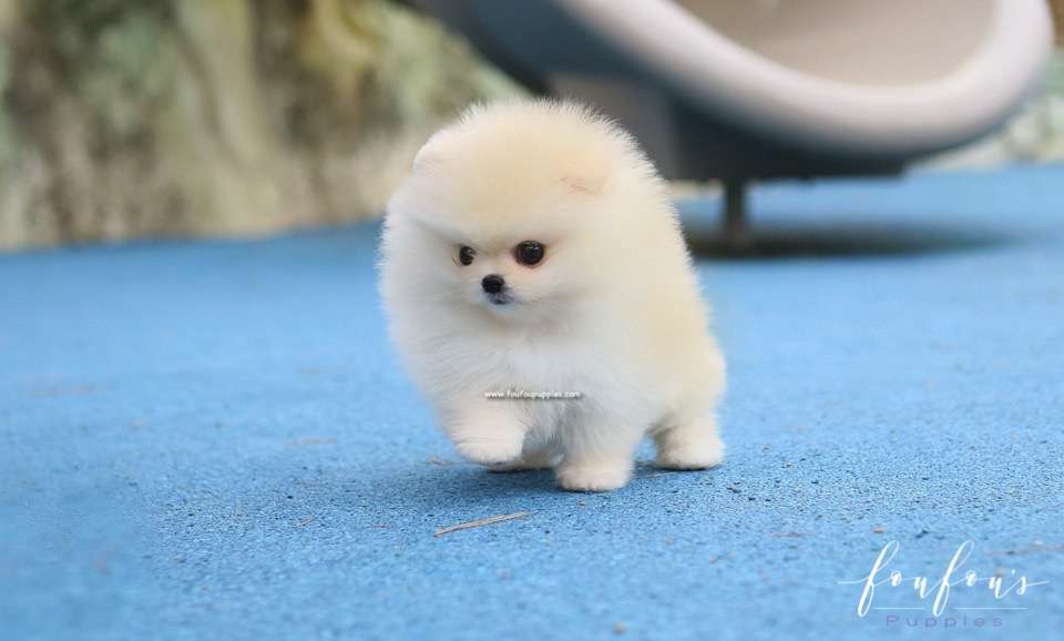 Elsa - Pomeranian F.