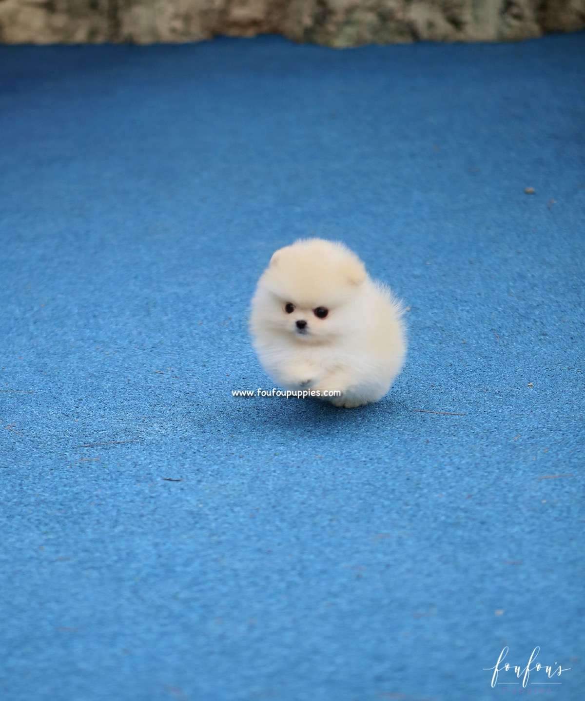 Elsa - Pomeranian F.
