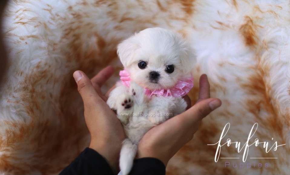 Penelope - Maltese F.