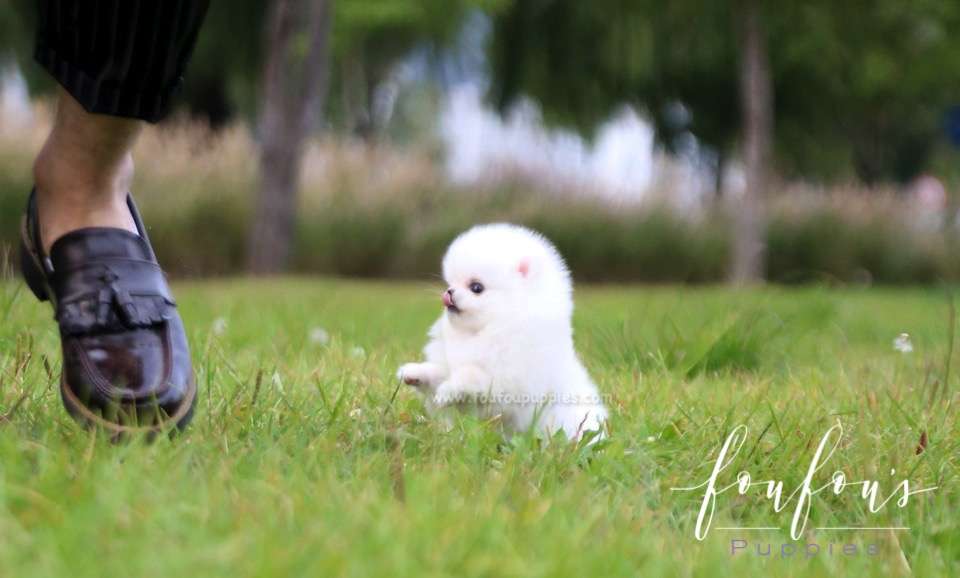 Neige - Pomeranian F.