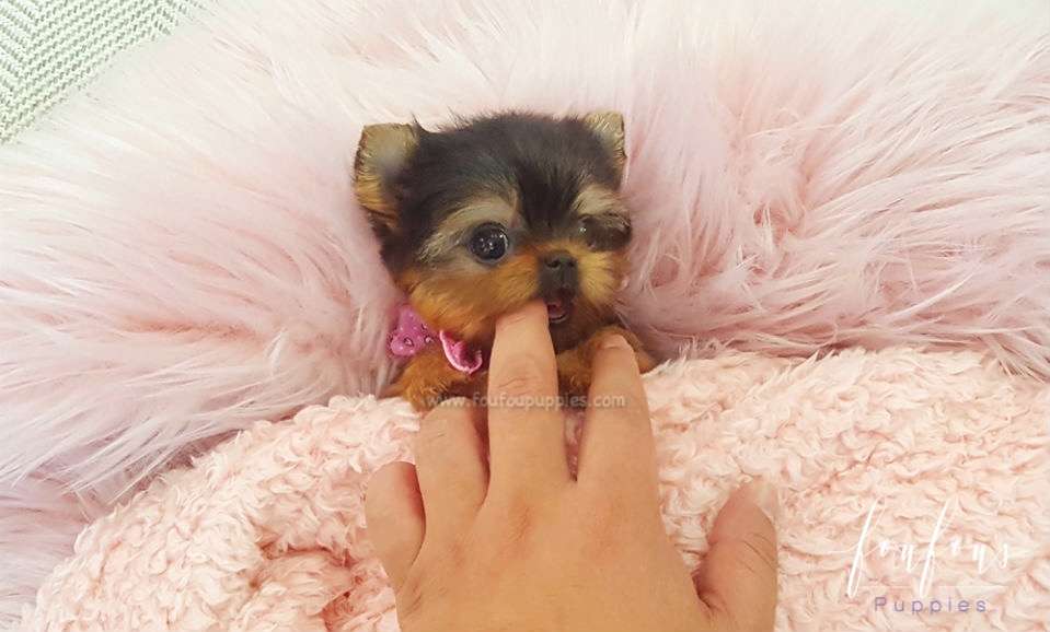 Tiny Teacup Yorkie Puppies for Sale