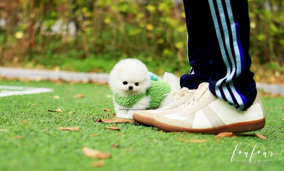 Cuddles - Pomeranian F.