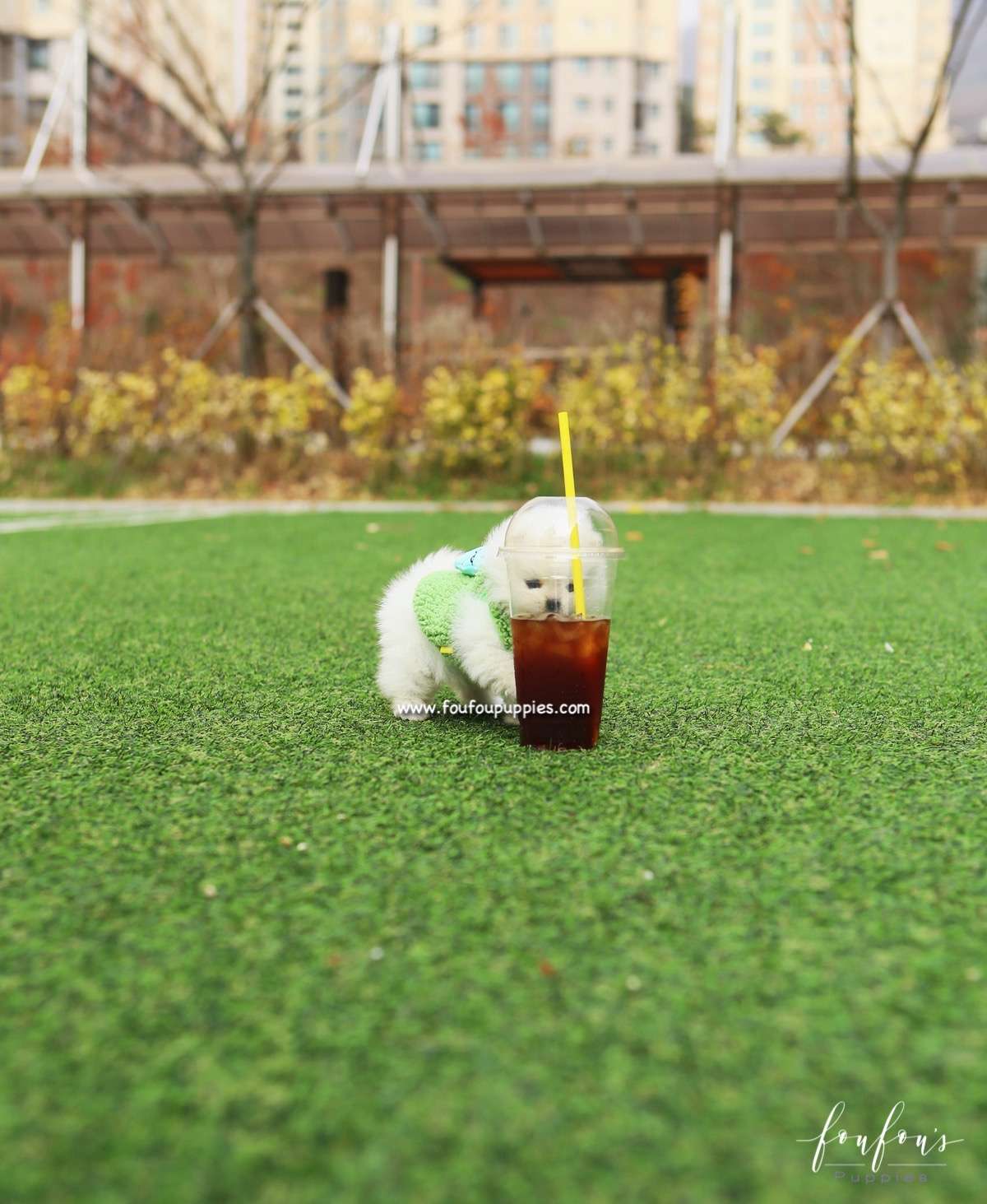 Cuddles - Pomeranian F.