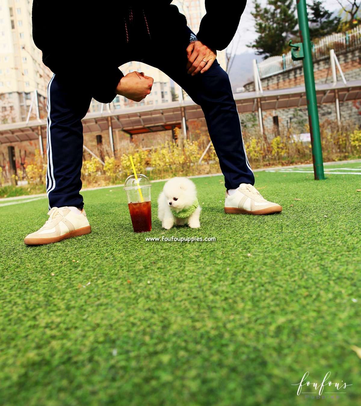 Cuddles - Pomeranian F.