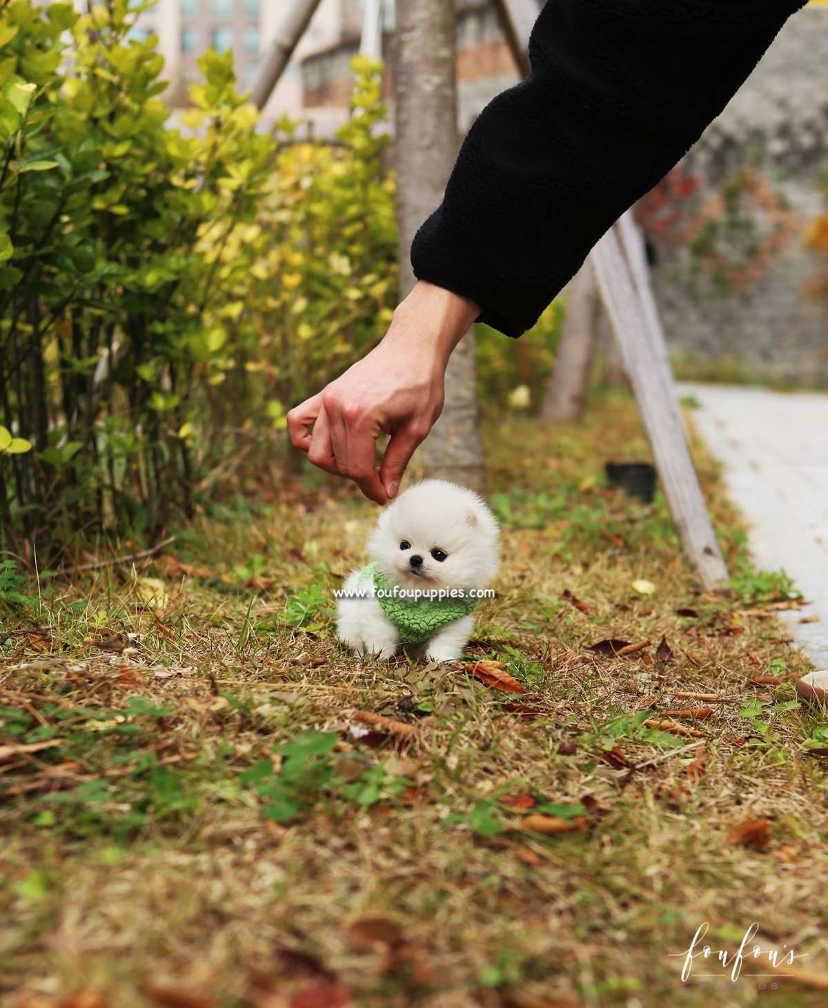 Cuddles - Pomeranian F.