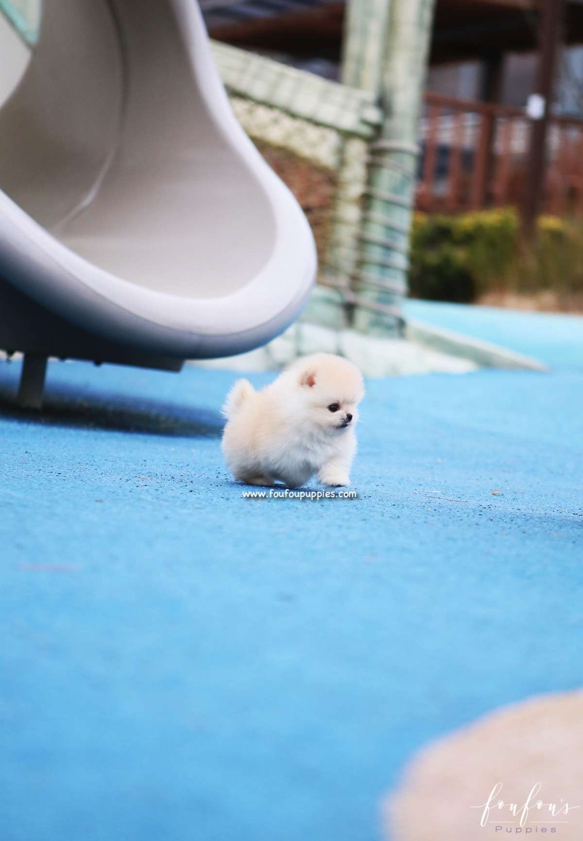 Hermes - Pomeranian M.