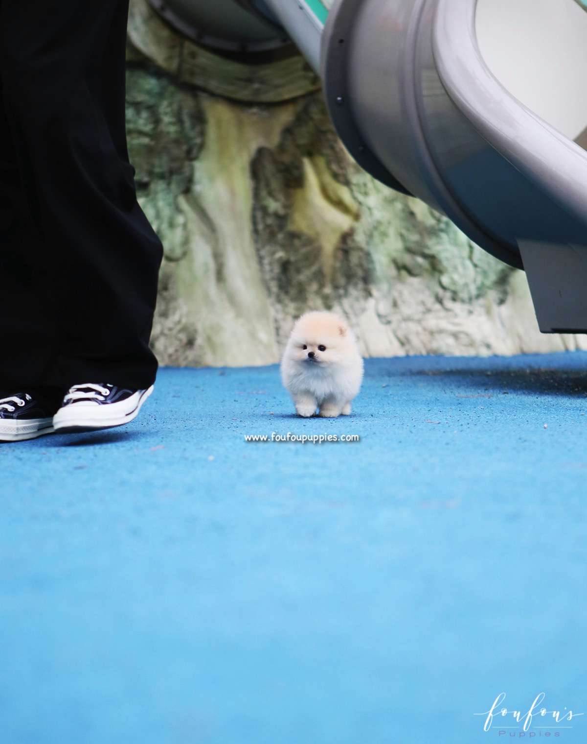 Hermes - Pomeranian M.