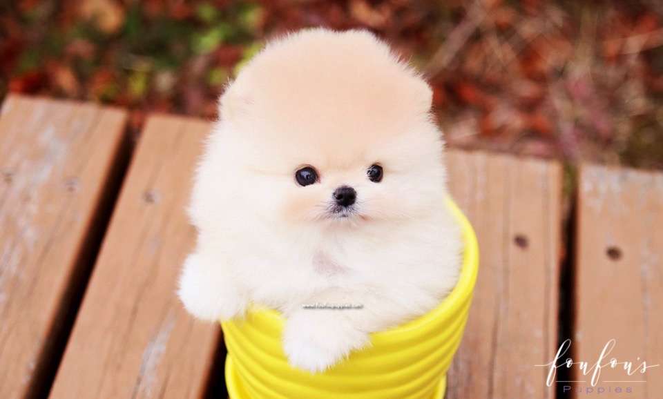 Hermes - Pomeranian M.