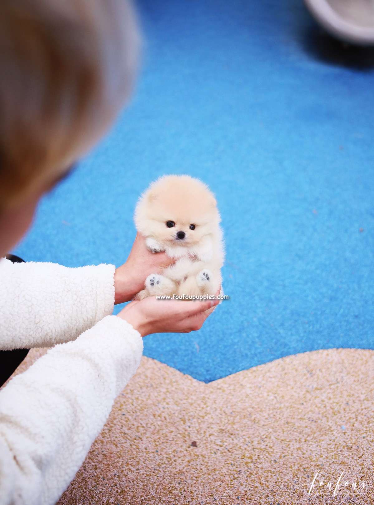 Hermes - Pomeranian M.