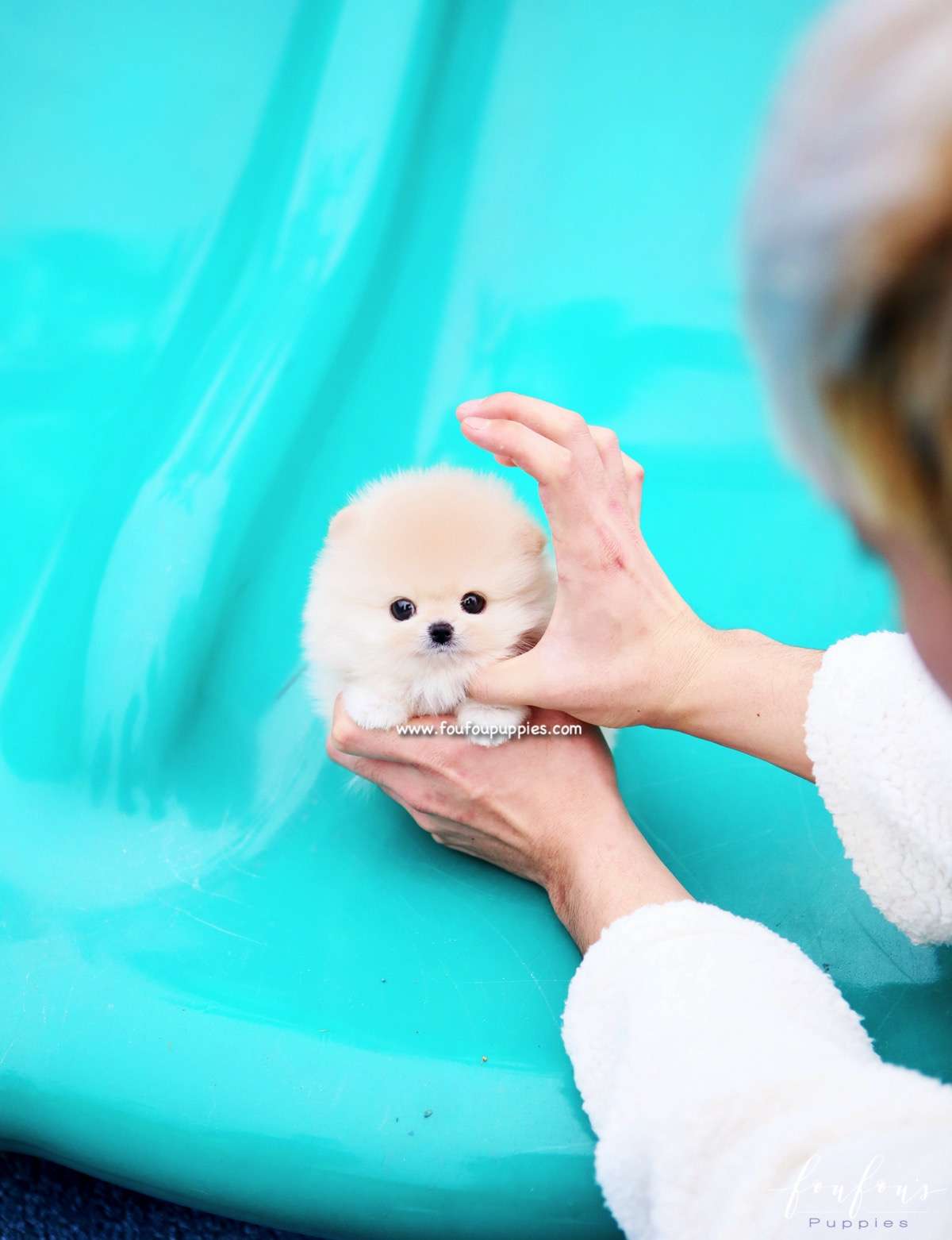 Hermes - Pomeranian M.