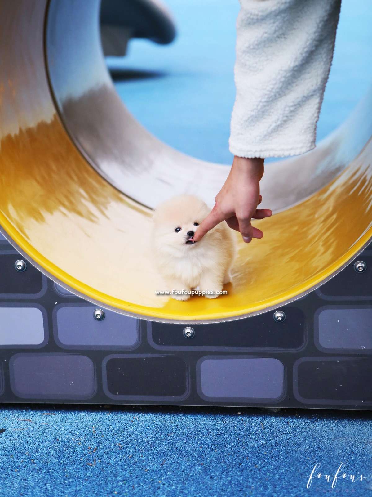 Hermes - Pomeranian M.