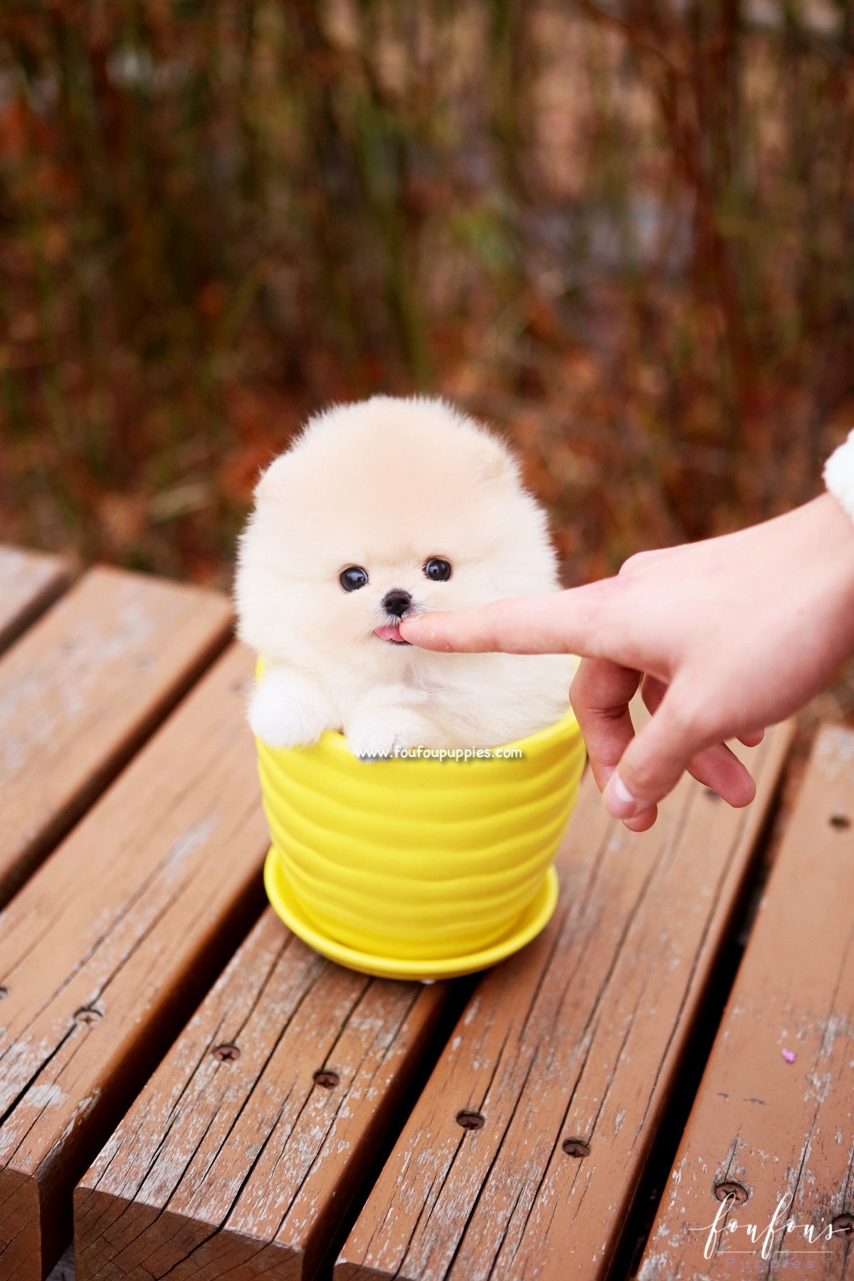 Hermes - Pomeranian M.