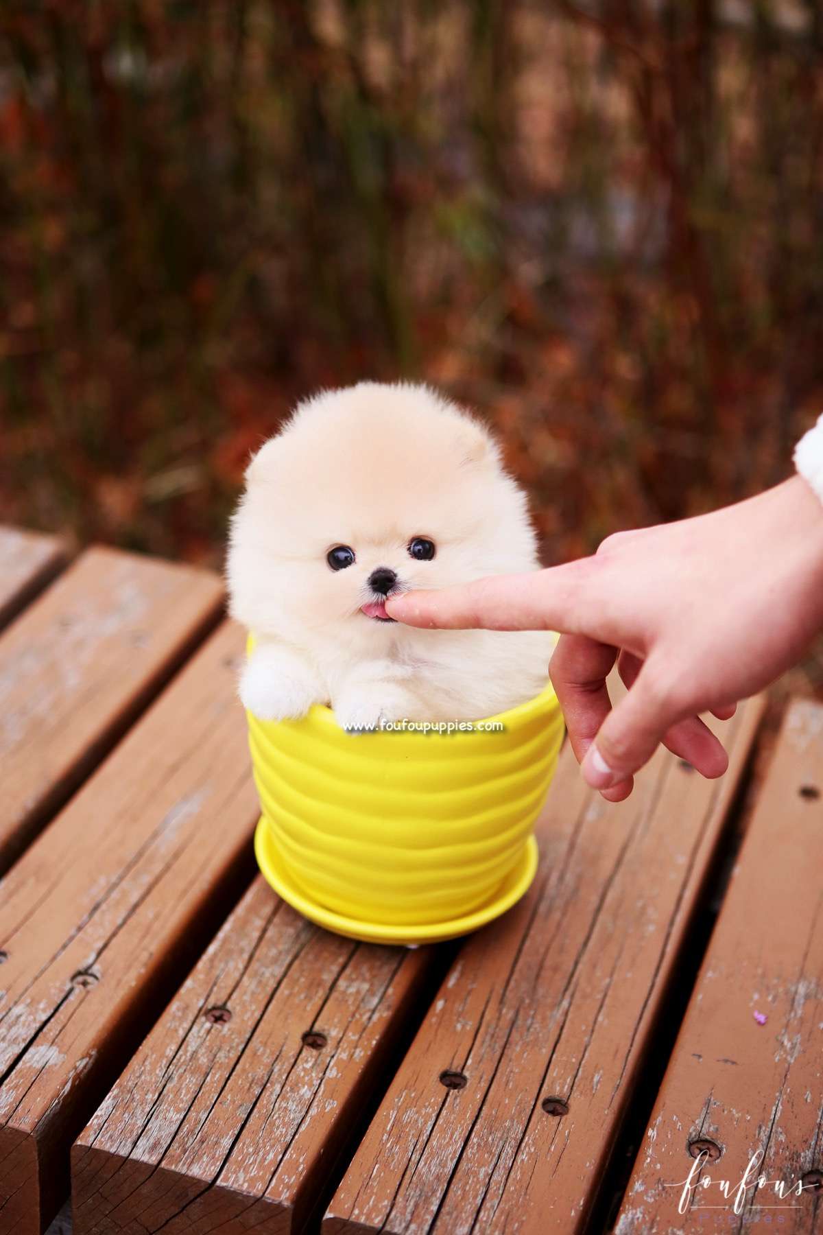 Hermes - Pomeranian M.