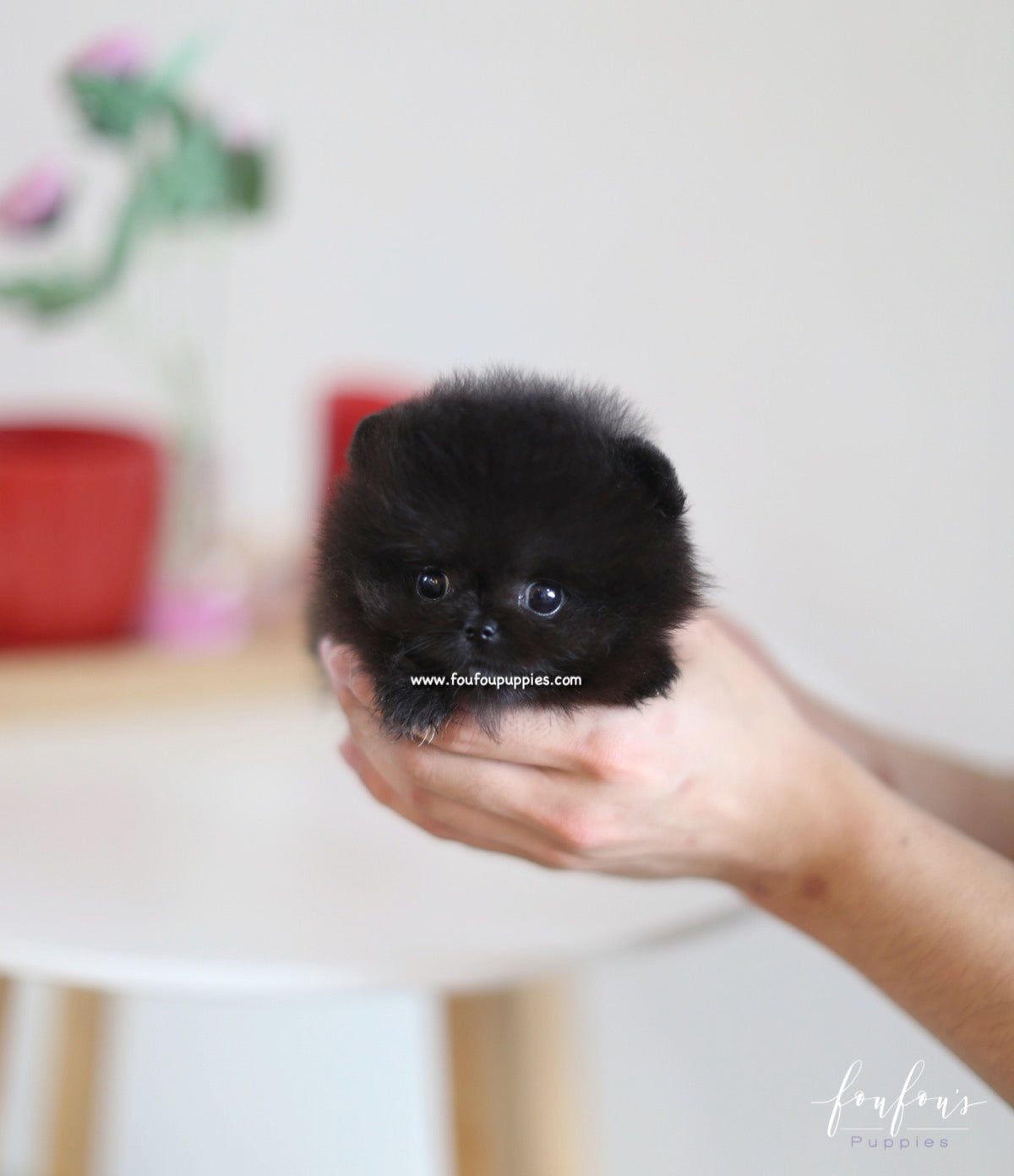 Dahlia - Pomeranian F.