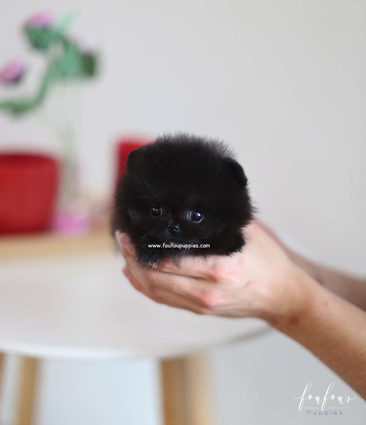 Dahlia - Pomeranian F.