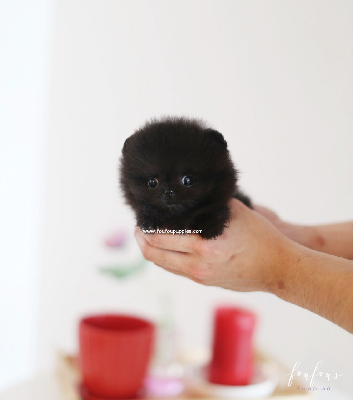 Dahlia - Pomeranian F.