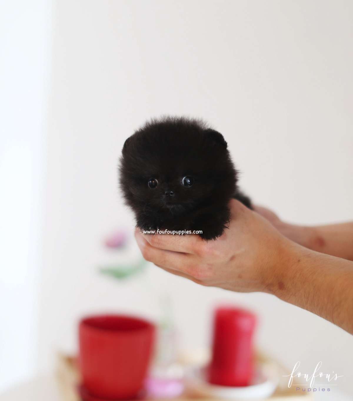 Dahlia - Pomeranian F.