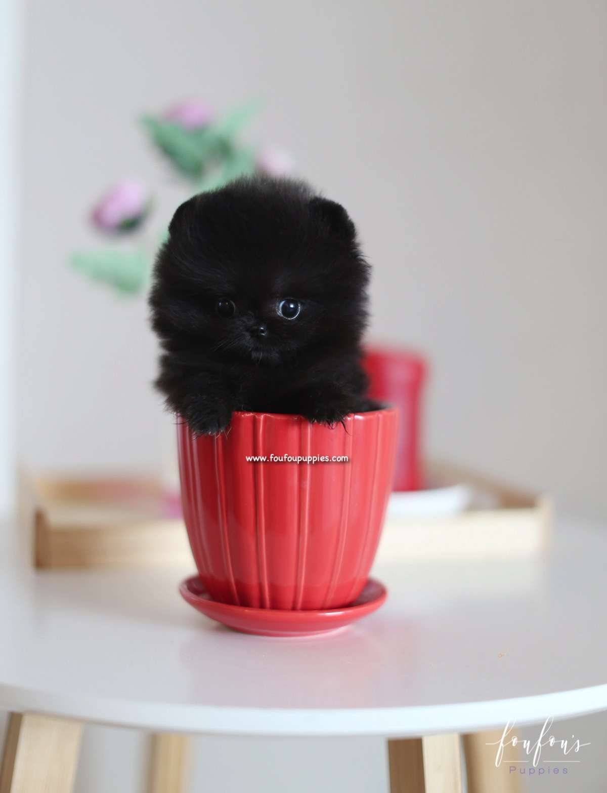 Dahlia - Pomeranian F.