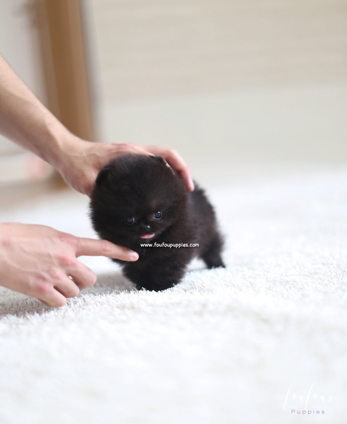 Dahlia - Pomeranian F.