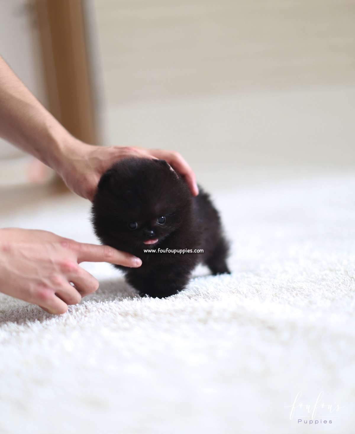 Dahlia - Pomeranian F.