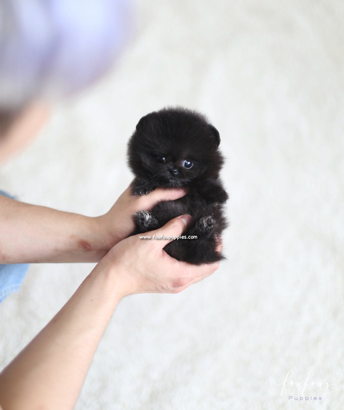 Dahlia - Pomeranian F.