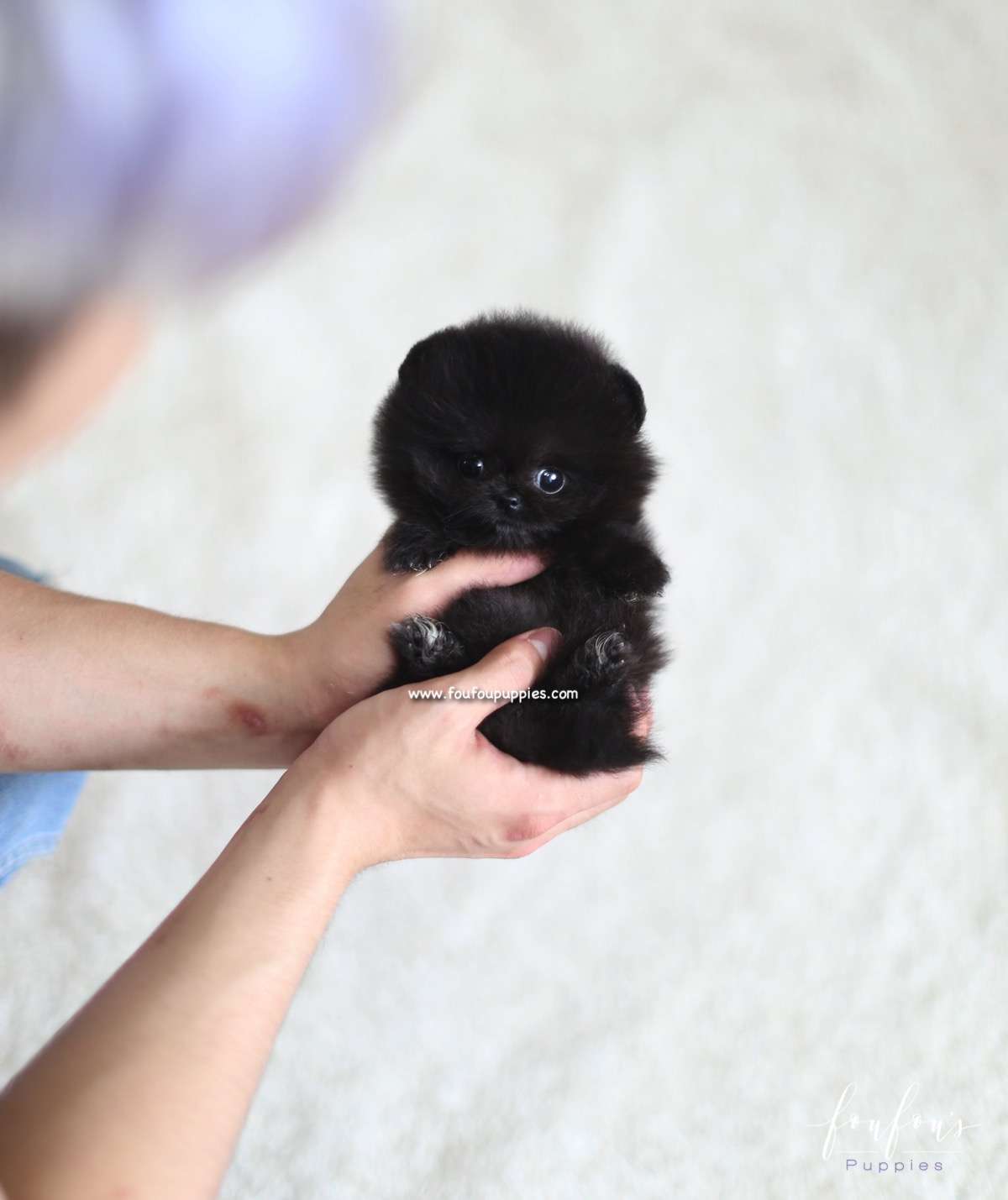 Dahlia - Pomeranian F.