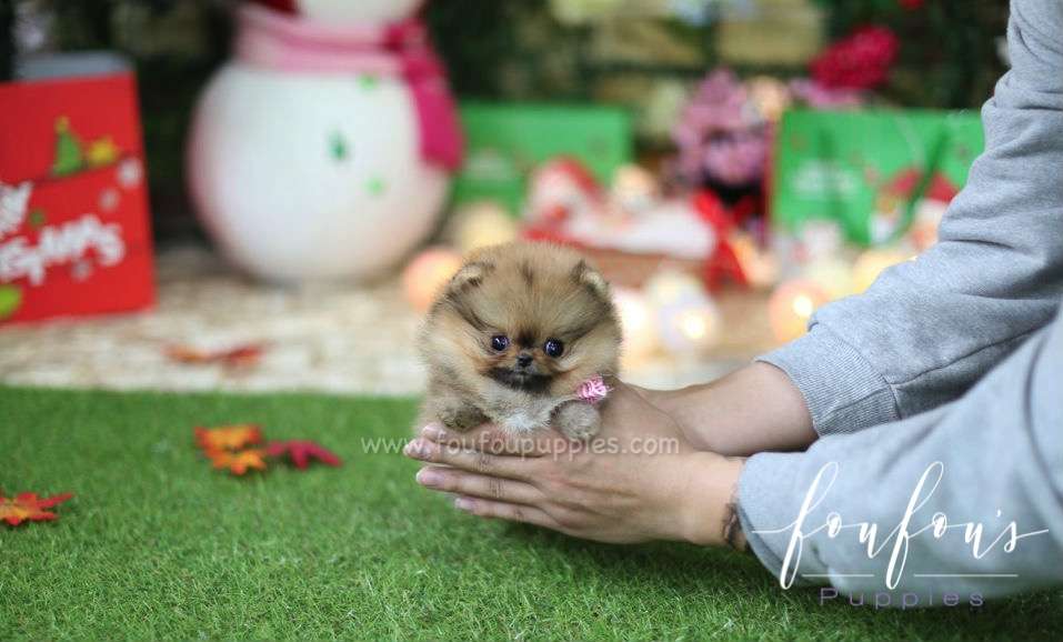 Cookie - Pomeranian F.