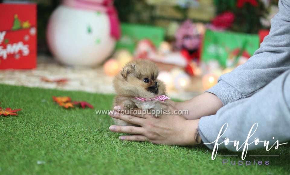Cookie - Pomeranian F.