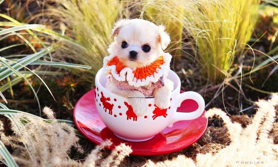 Dezi - Maltipoo F.