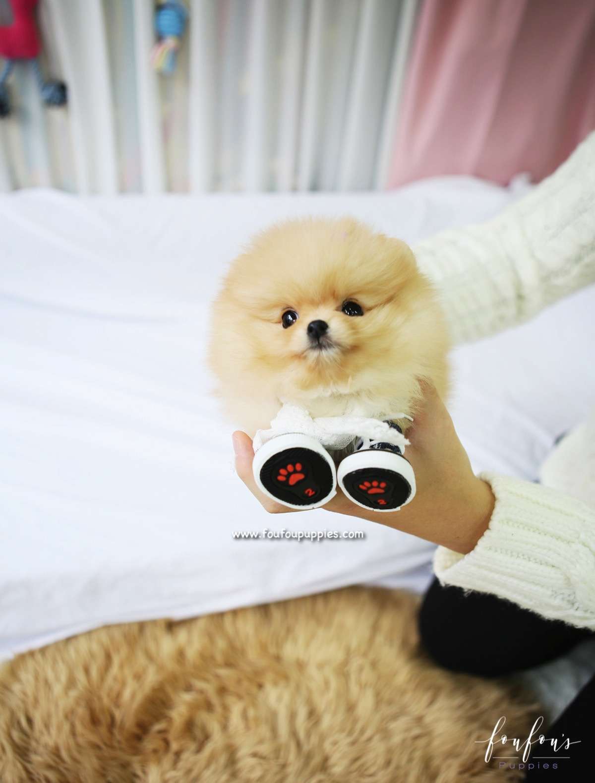Dolce - Pomeranian F.