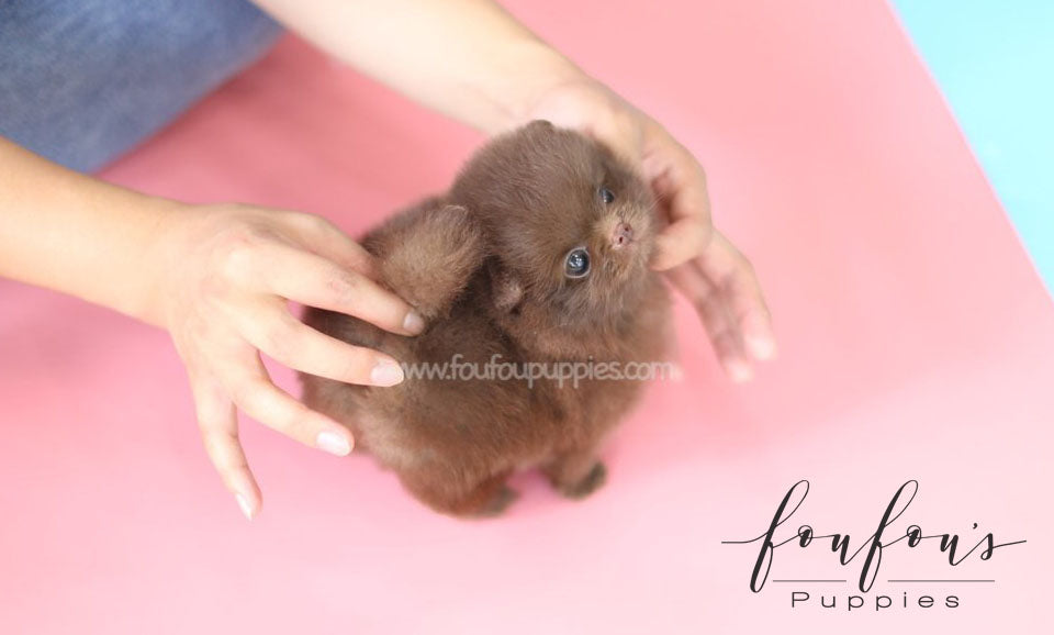 Dolce-Pomeranian F.